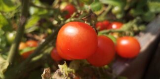 Prosto z krzaka – pomidor, który pamięta lato